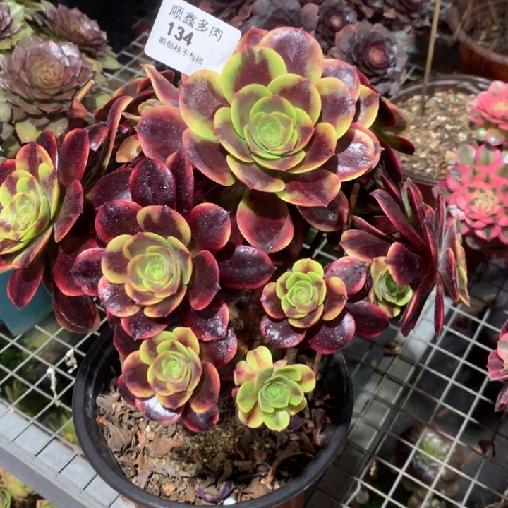 134欧嘉莉多肉植物