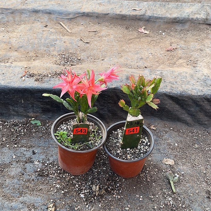 543+541嫁接蟹爪兰：索菲亚+桑吉塔（桑吉塔无花苞）