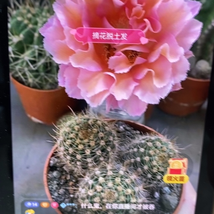 彩草新品3个头8公分左右