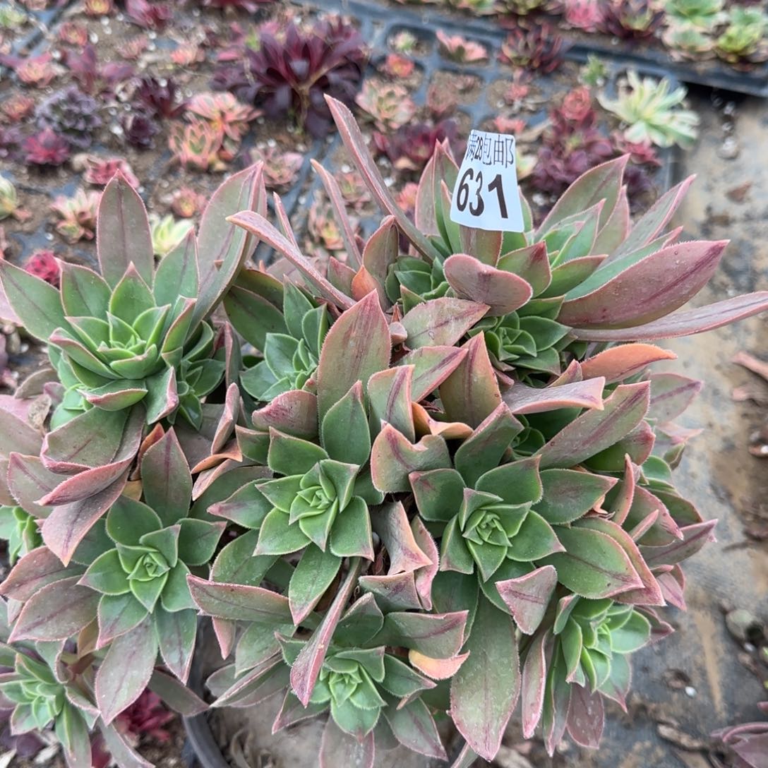 红叶多肉631满28包邮断枝不包