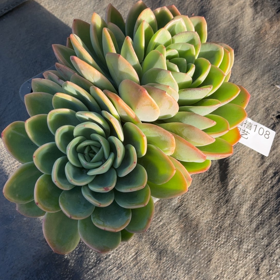 ****了108伯爵夫人多肉植物