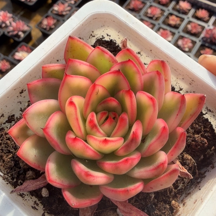 雪花和牛锦一刻腹轮锦