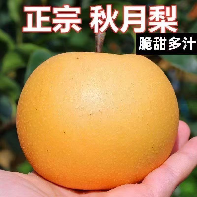 山东正宗秋月梨冰糖蜜梨薄皮多汁新鲜水果产地直发应季中秋礼品