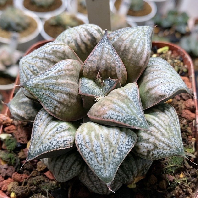 【闪购商品】76花魁