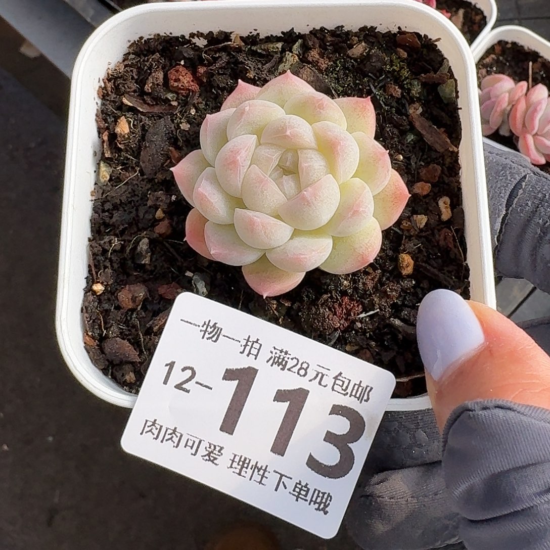 白梦无盆土发货无