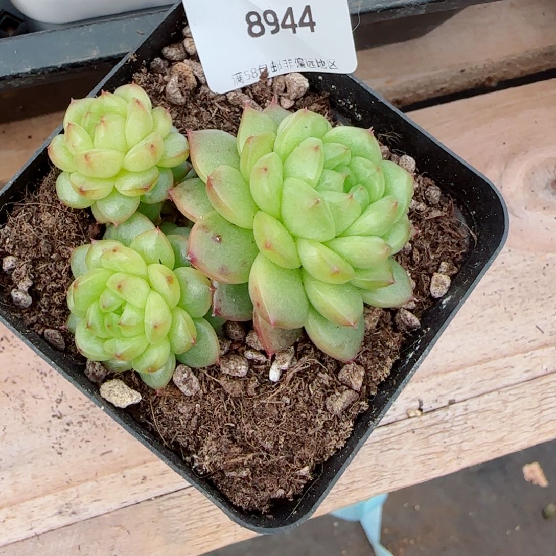 灯泡珍妮，8944多肉植物