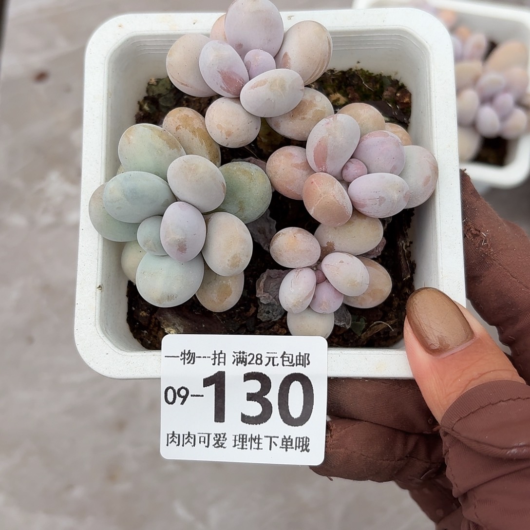 奶酪无盆土发货无盆土发货无