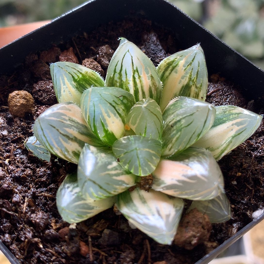 龙爪玉露锦带盆土发货