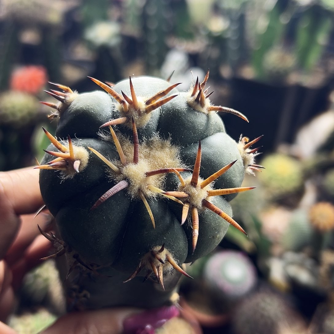 平丸仙人球111111