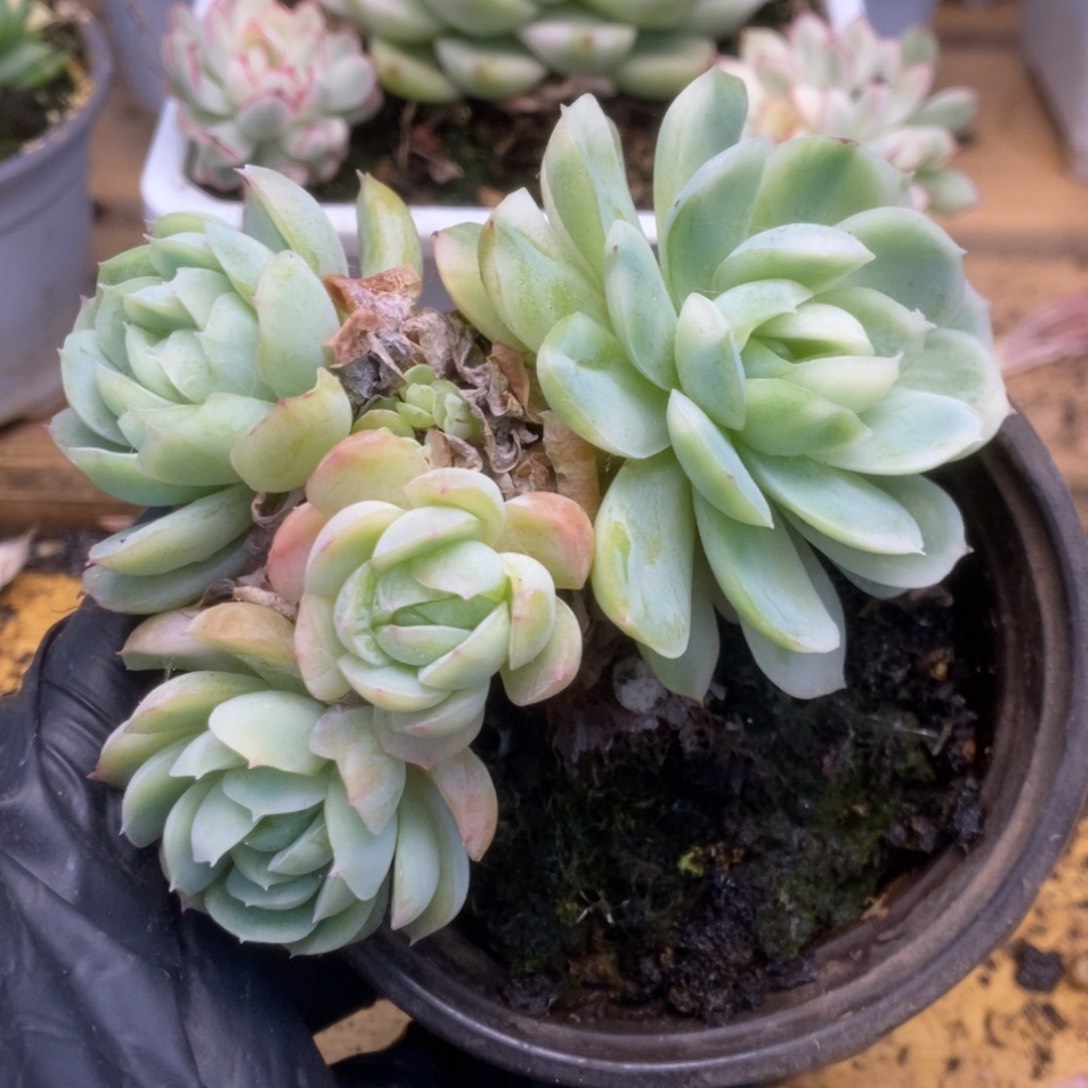 354贝瑞锦锦锦锦锦