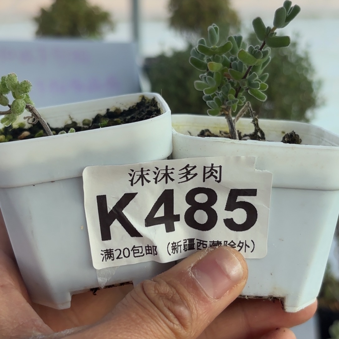 485下播福利组合哦