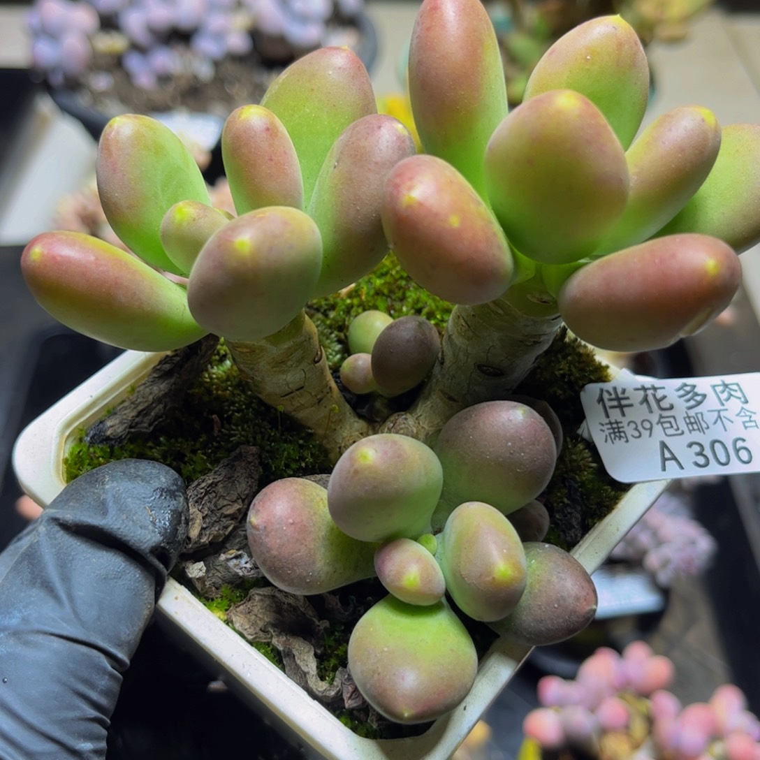 306芒果奶10厘米多肉