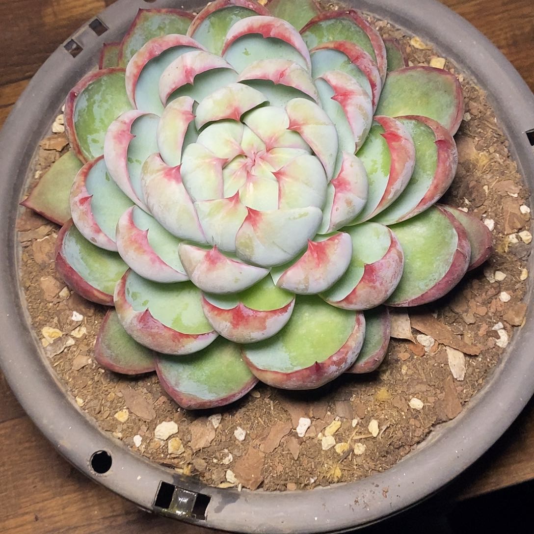 辞***^一物一拍，惊鸿仙子