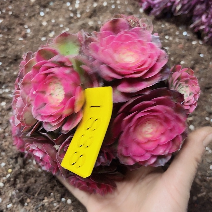 多肉植物荔枝1838