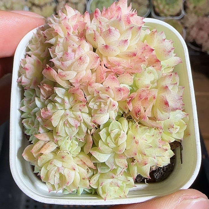 1118------204麦秆群