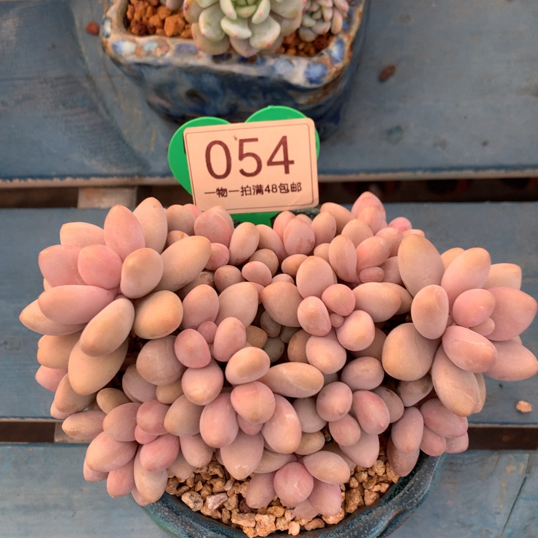 蜜多丽无砍平头054