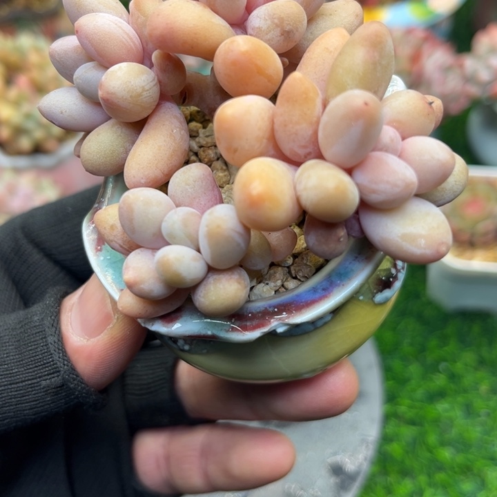 @*带土带盆，寄养……