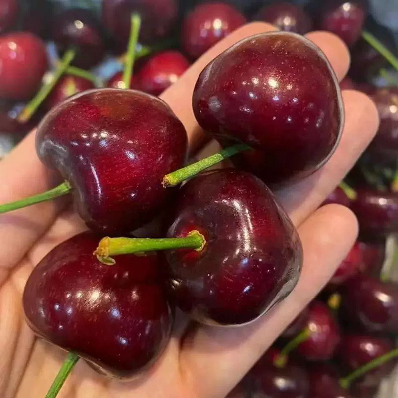 【果然好】3J桑提娜智利空运车厘子新鲜原箱车厘子G内附果径卡