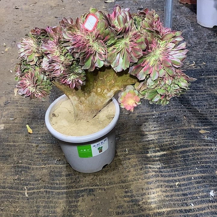 16，香妃缀1368999900000