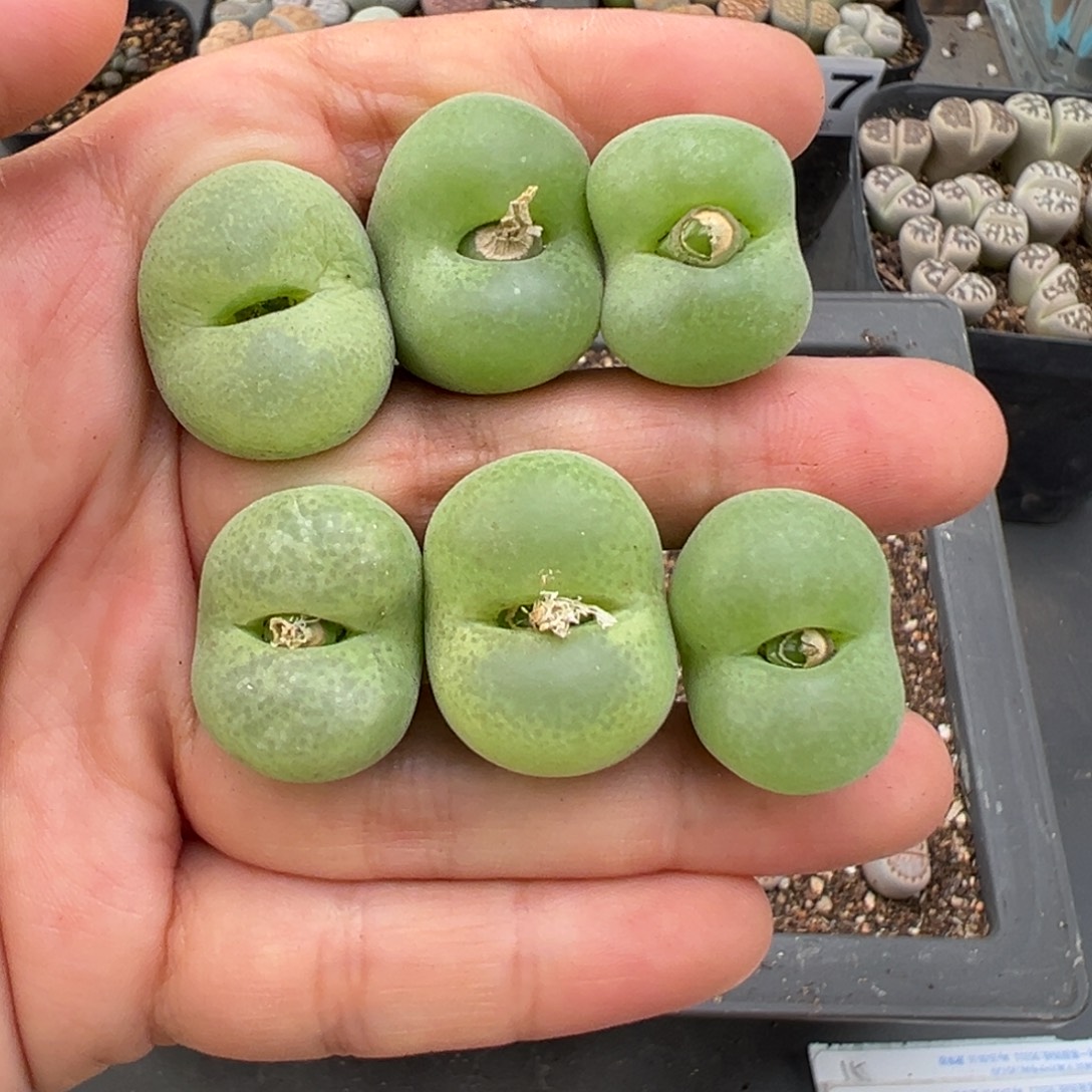 11.17好看的多肉脱土发货592