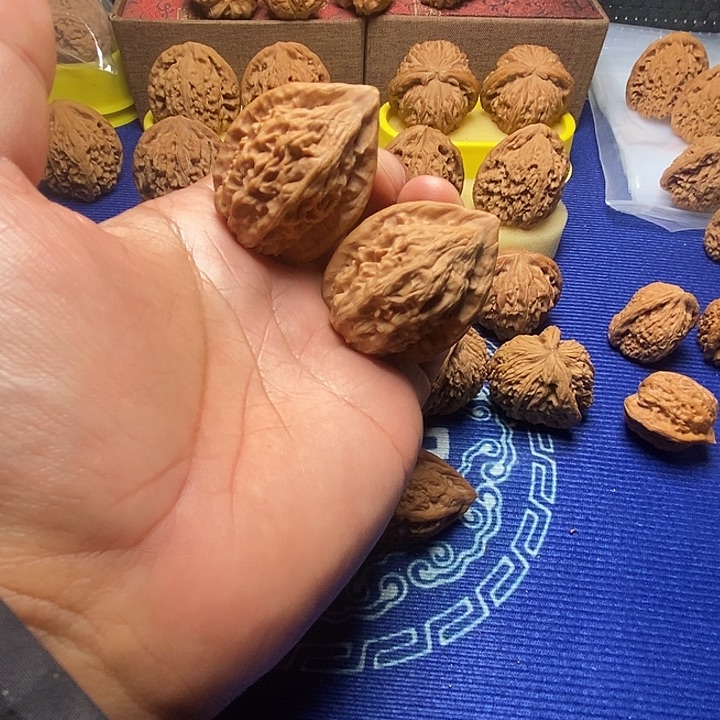 老树大红袍福利多多