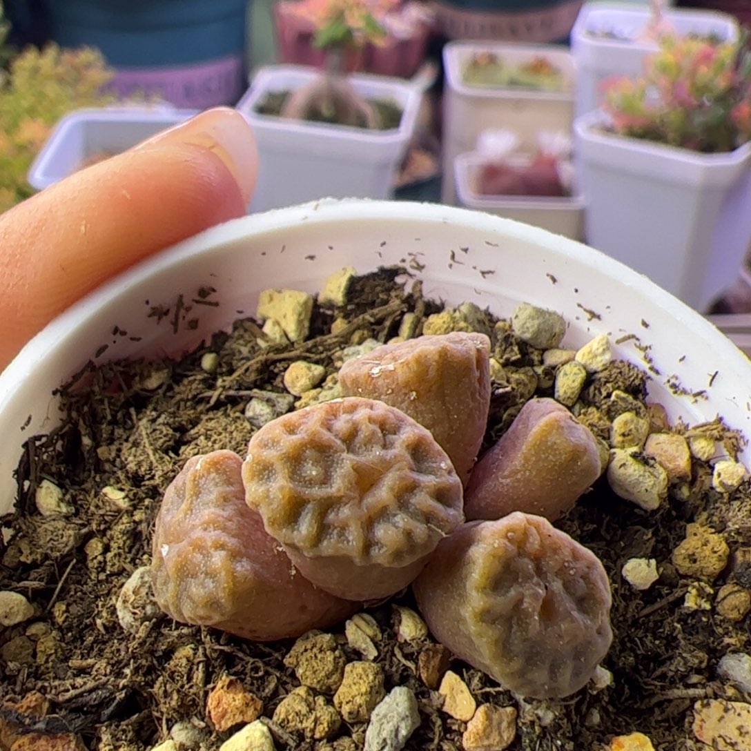 多肉植物肉锥烧麦