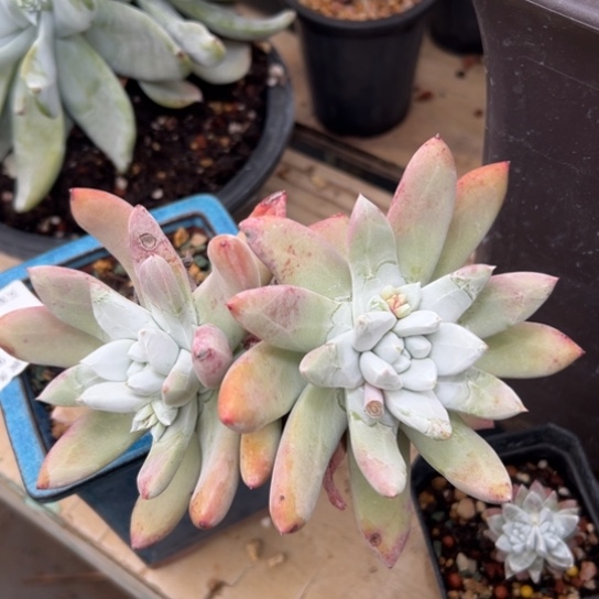 双头妖桩帕翠沙～过年好6629