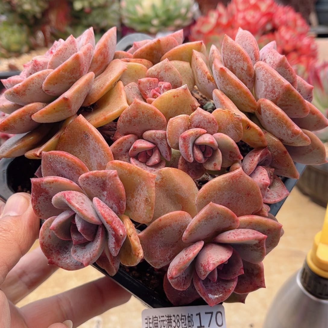 170彩虹糖德华多肉