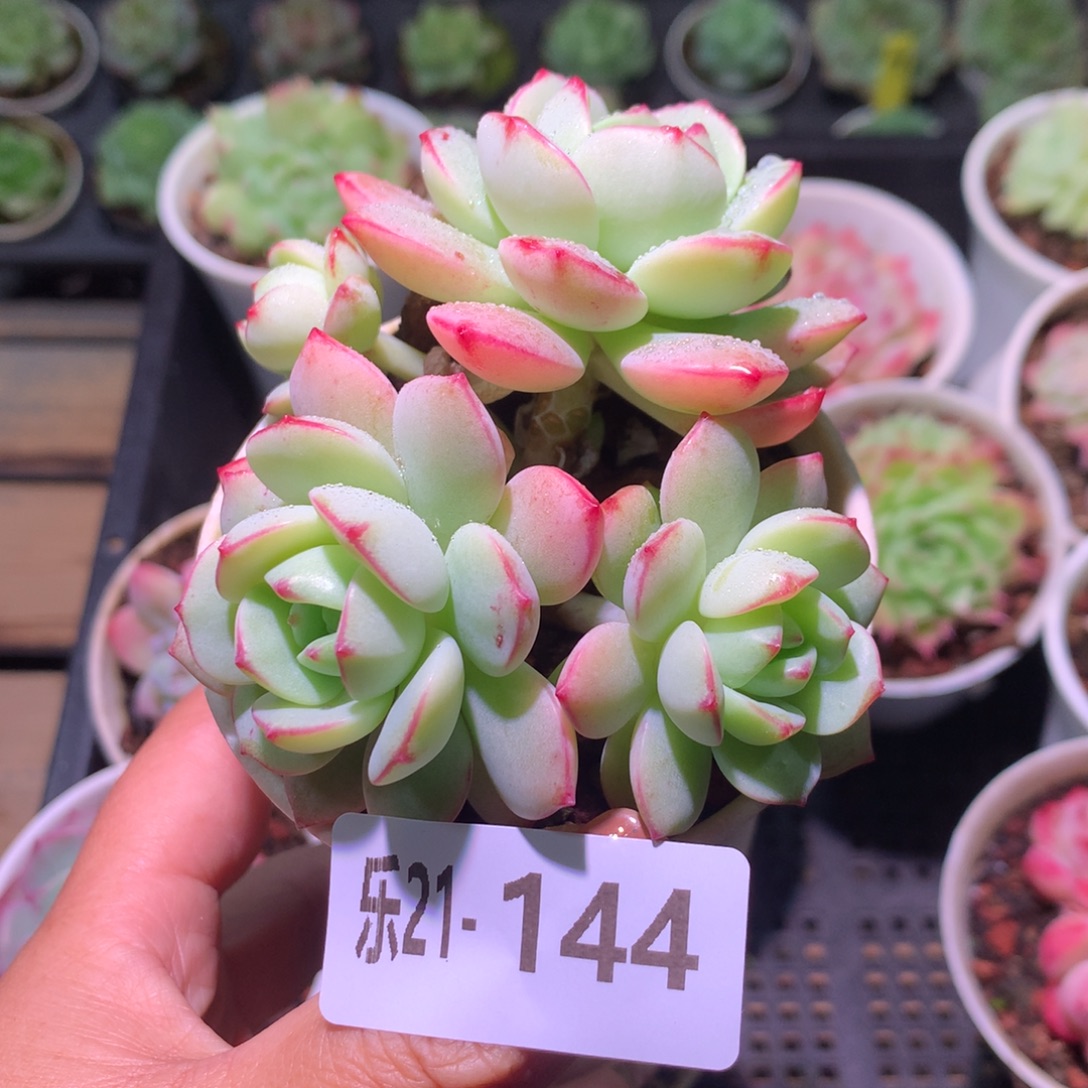 乐然21-144 香草群 