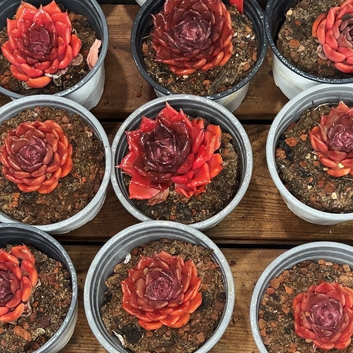 两盆红饺子皮。   福利多多