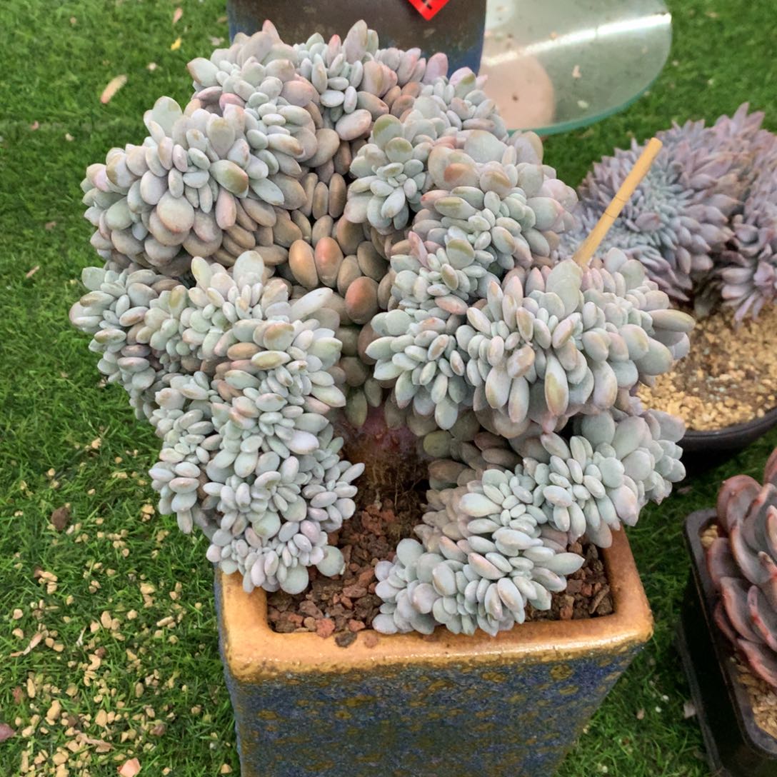 829粉兔111111111111