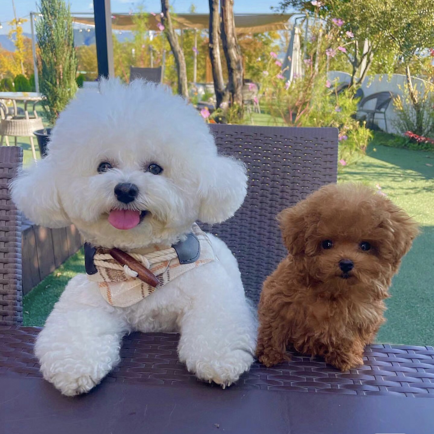 【可乐家比熊】韩系比熊