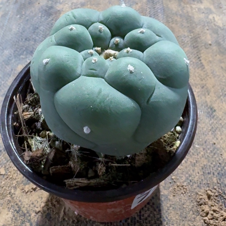 747蓝白肌巨无霸大尤仙