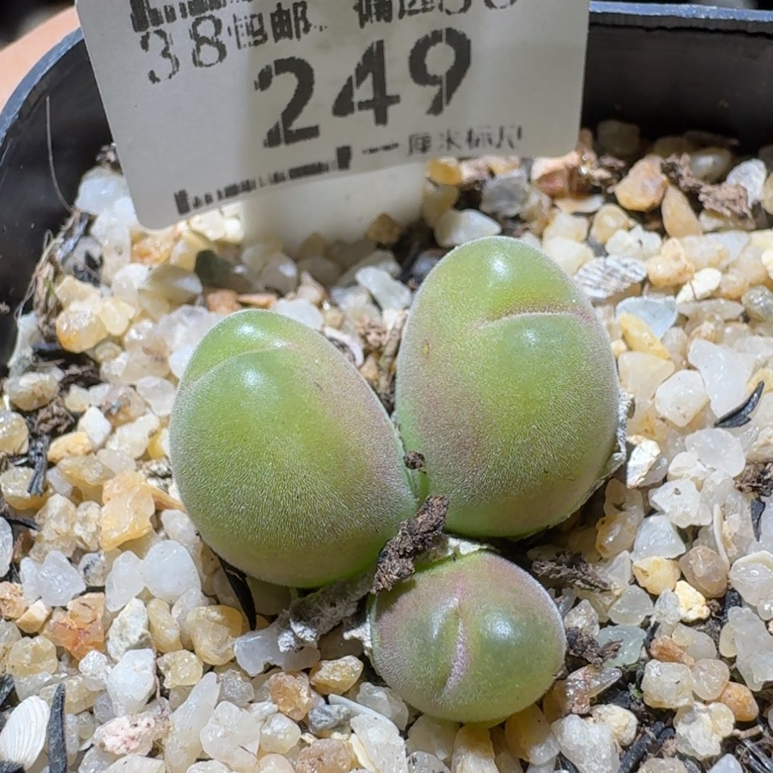 Sss清仓便宜出249