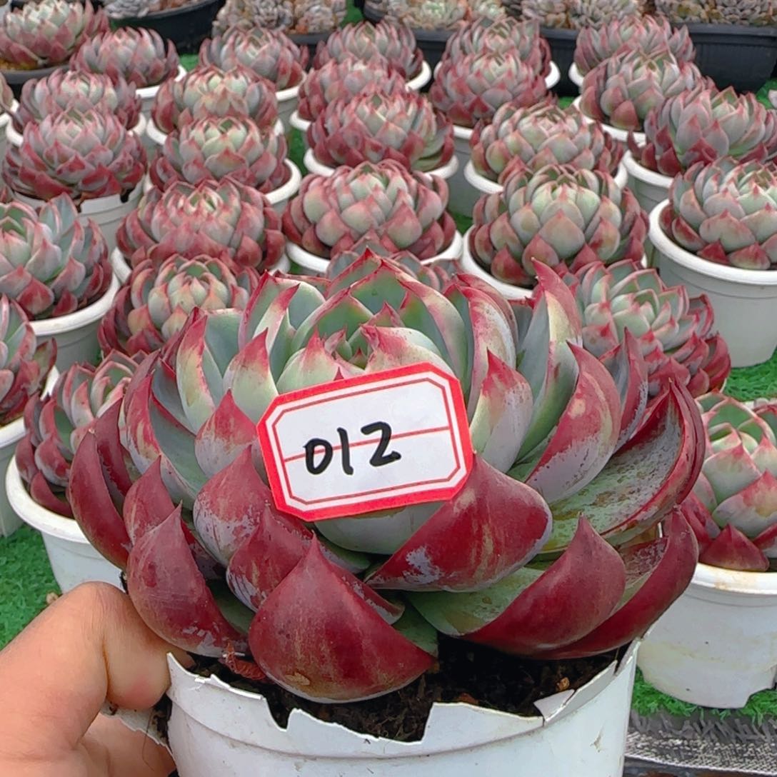 组合套餐编号零一二