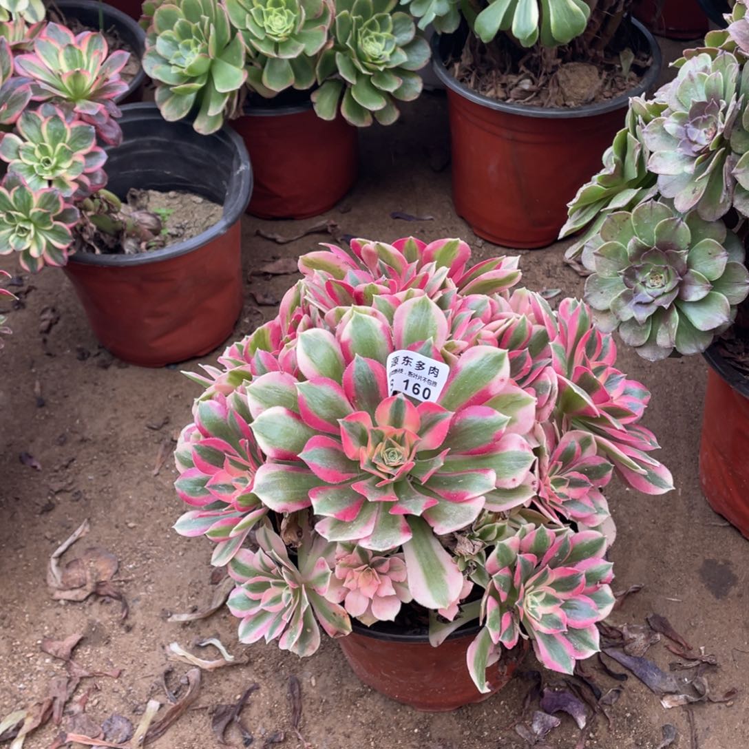 160粉女巫多肉法师断枝不包