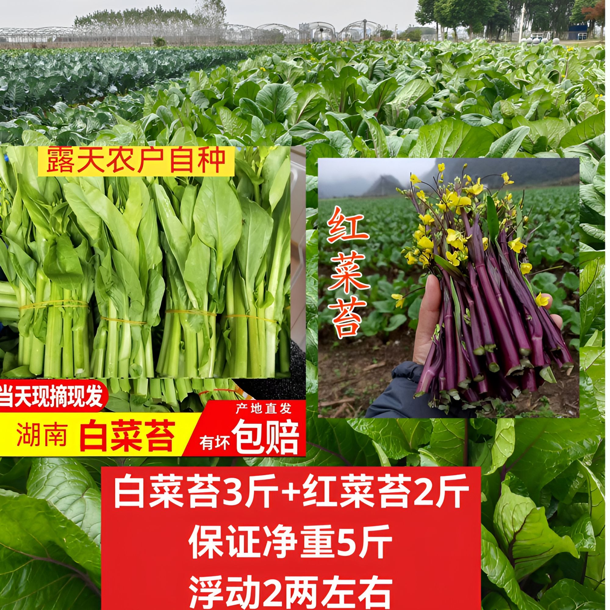 （白菜苔+红菜苔）长寿之乡菜台蔬菜，洞庭湖农户露天自种南方蔬菜心