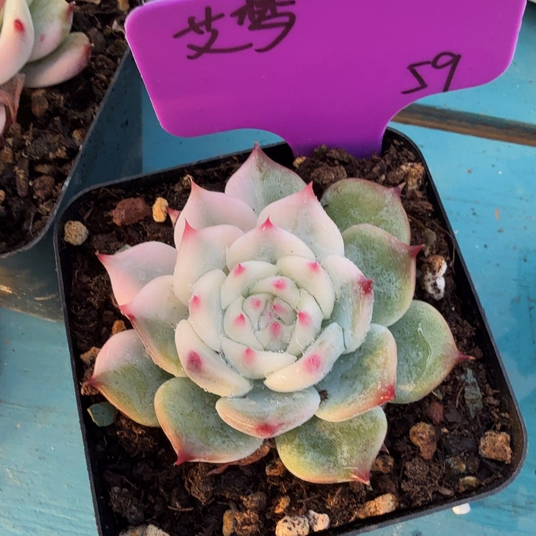 艾*吉娃娃锦，多肉植物