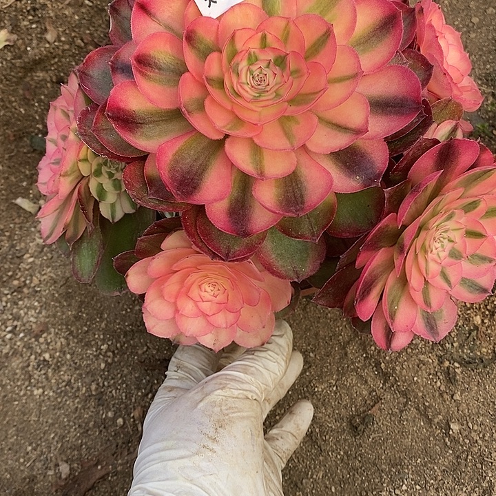 多肉植物荔枝024多肉