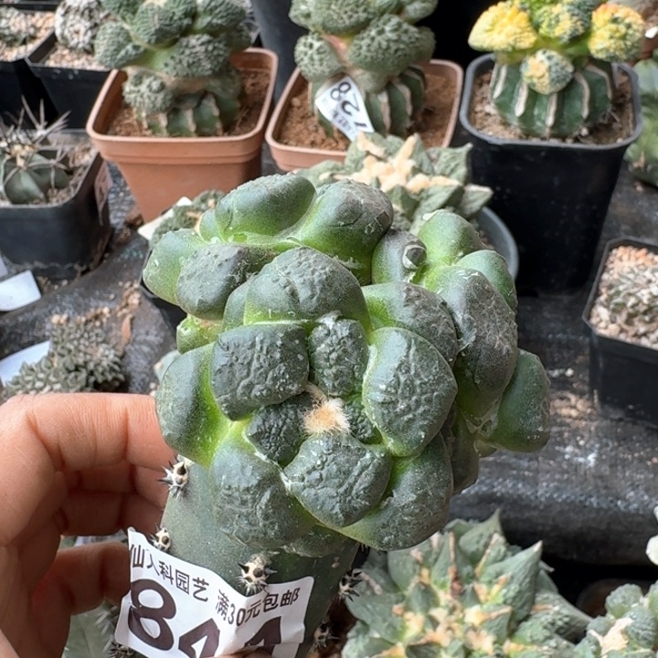 841三头光面连山牡丹