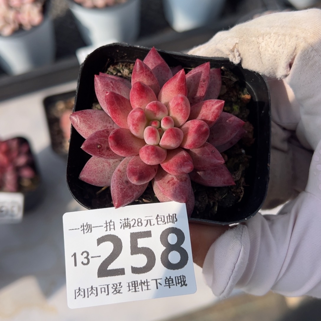 金鱼姬多肉多肉多肉多肉多