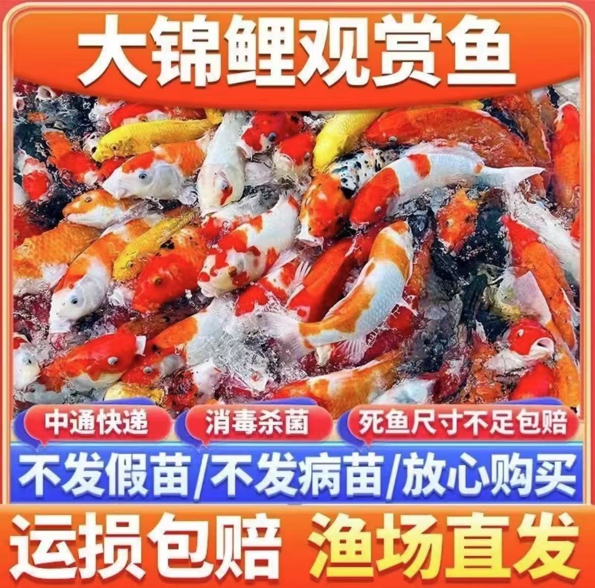 纯种红白锦鲤鱼活体冷水淡水观赏鱼好养耐活鱼