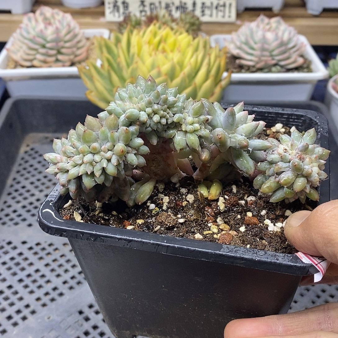 12169 所罗门缀化