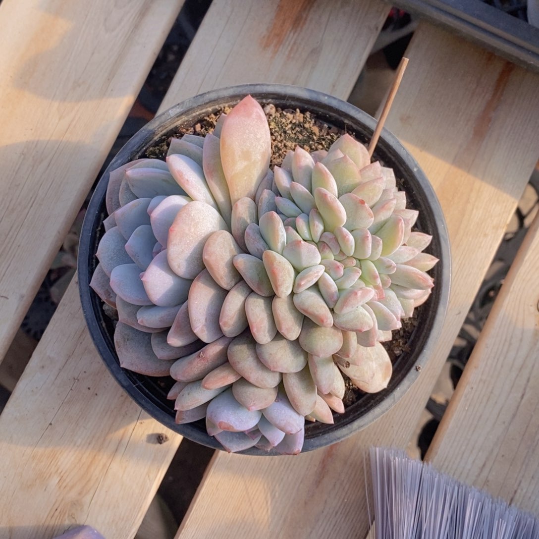 星影缀1111111111111