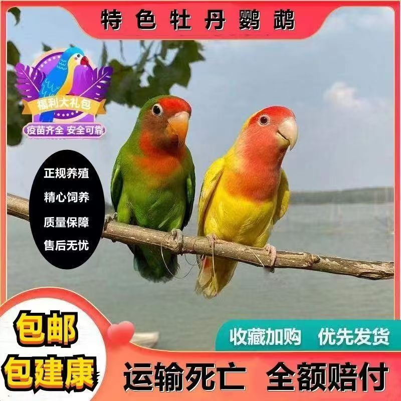 CHIXIANG/侈香牡丹鹦鹉活体爱情鸟牡丹鹦鹉黄桃牡丹绿桃直播挑选