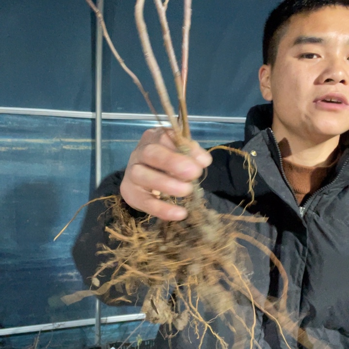 红千鸟海棠花一颗苗