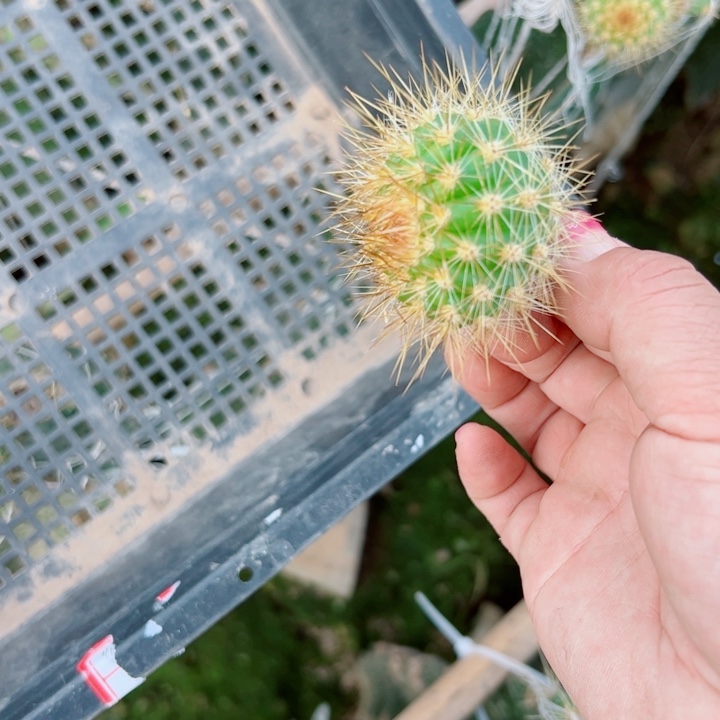 50毛媚娘歪无根侧芽3一4公分左右20包邮