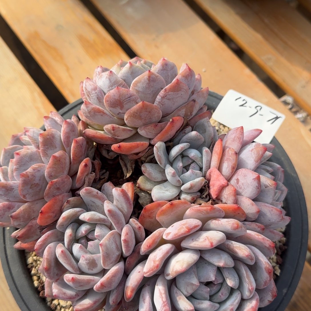 向***开12-9-71静好多肉园艺