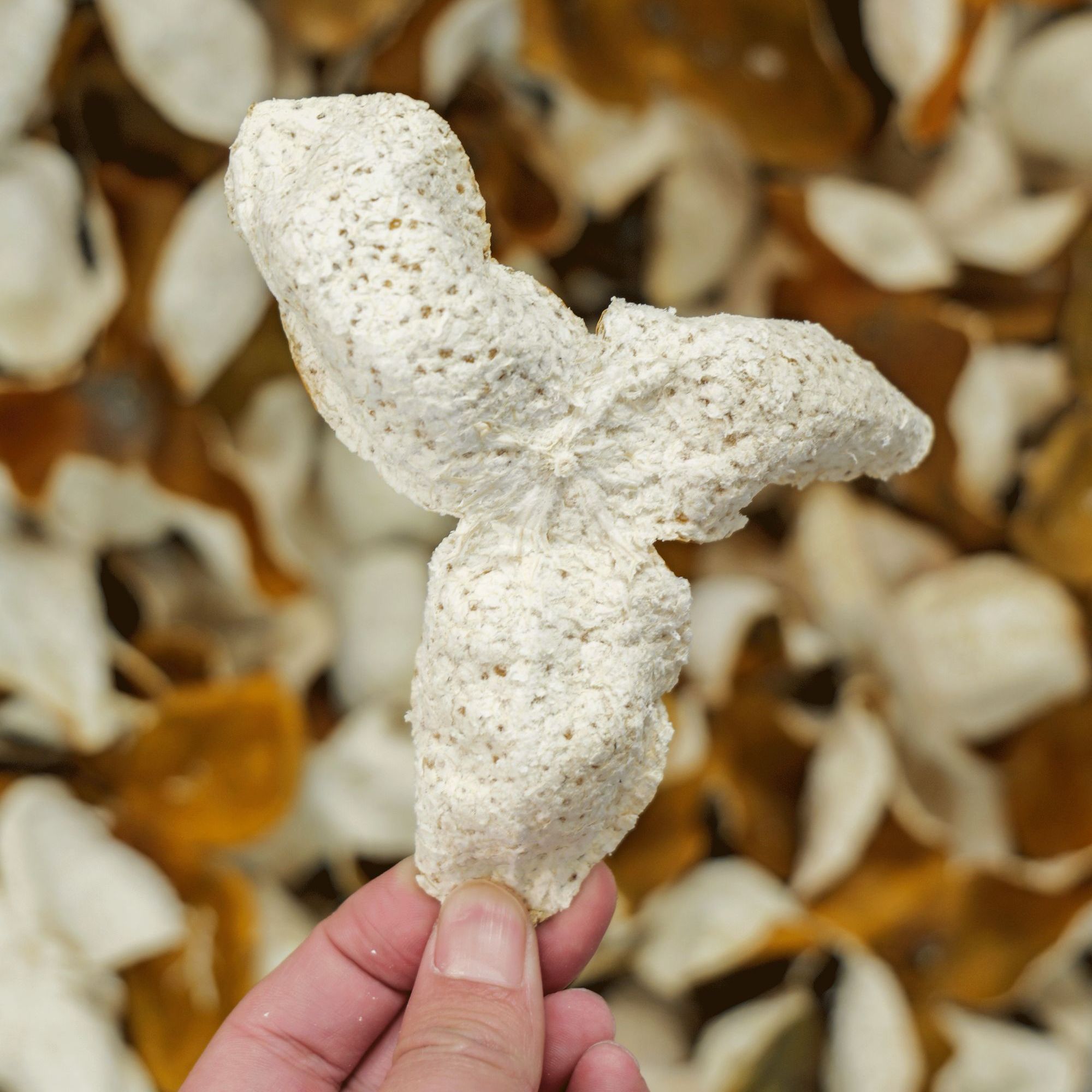 【2024年天马原枝大红二红】正宗新会陈皮