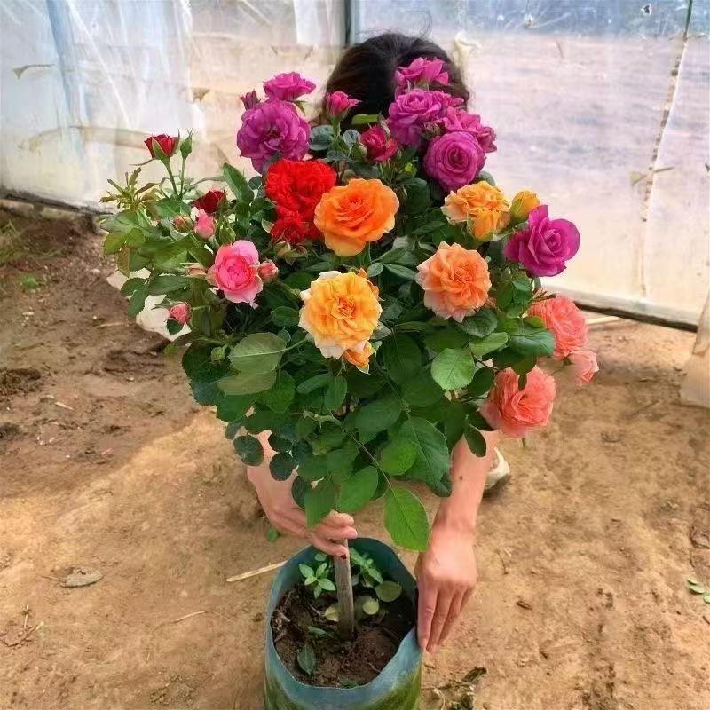 多色月季花特大月季花彩色月季花树苗棒棒糖树桩庭院植物四季开花